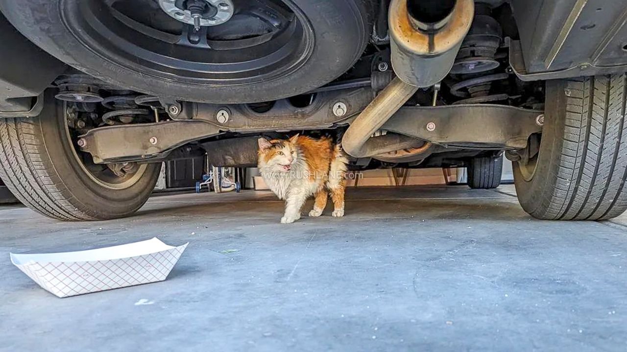 cat under car